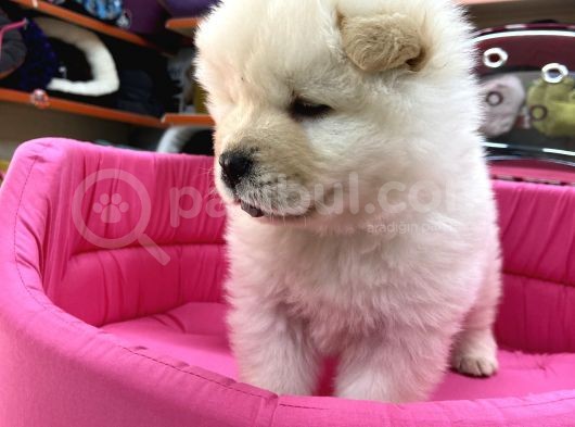 Chow Chow Yavruları görsel